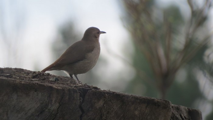 Brown bird perched on a wooden surface