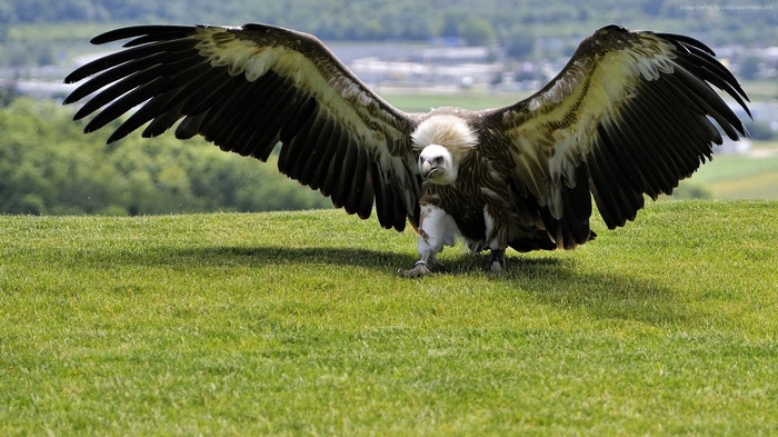 Vulture with wings spread on green grass
