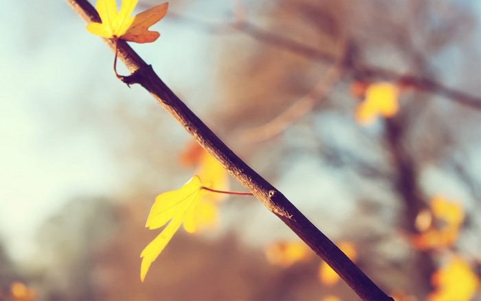 Yellow leaves on a branch in sunlight