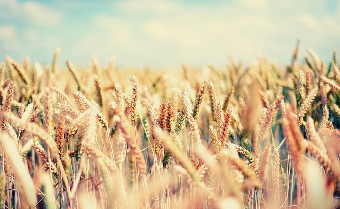 Close-up of a wheat field under a blue sky
