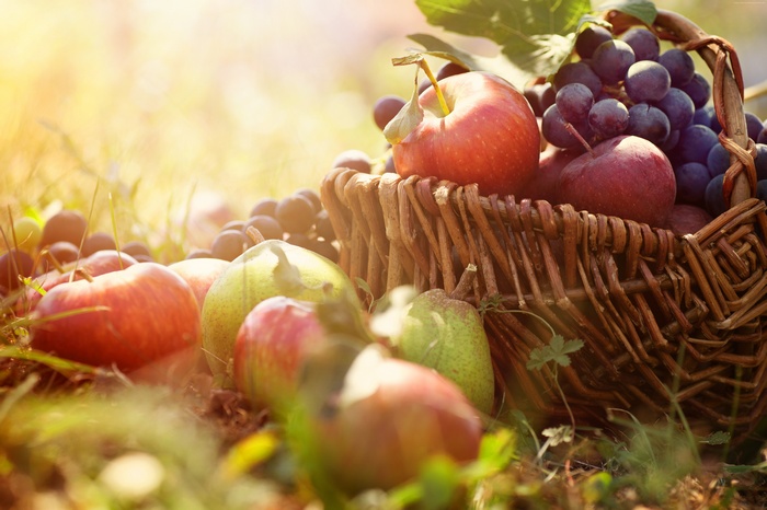 Basket of apples, pears, and grapes in sunlight