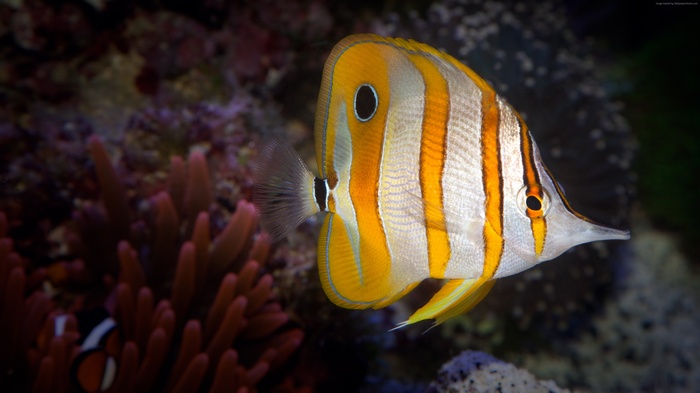 Copperband Butterflyfish in Coral Reef