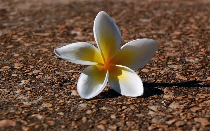 White and yellow Plumeria flower on textured ground