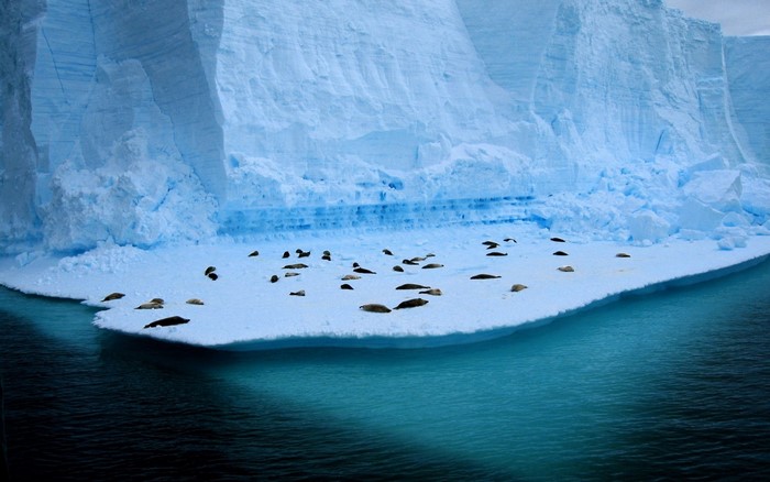 Seals resting on an iceberg in the Arctic Ocean