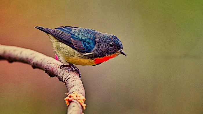 A colorful bird perched on a branch