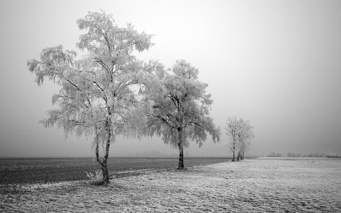 Monochrome winter landscape with frosted trees and fields