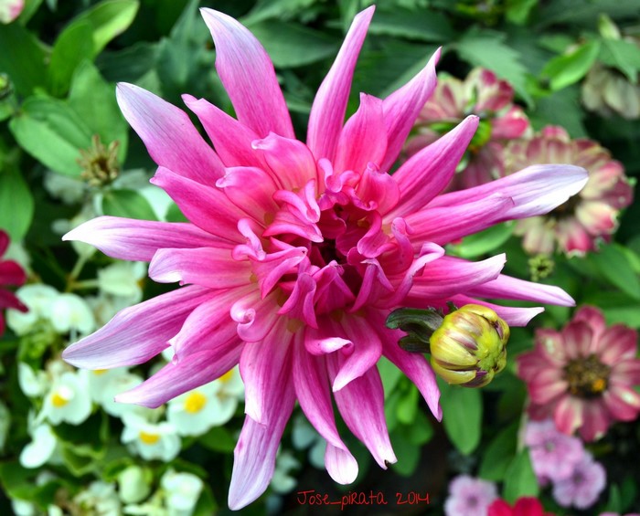 Pink Dahlia flower with bud and other flowers