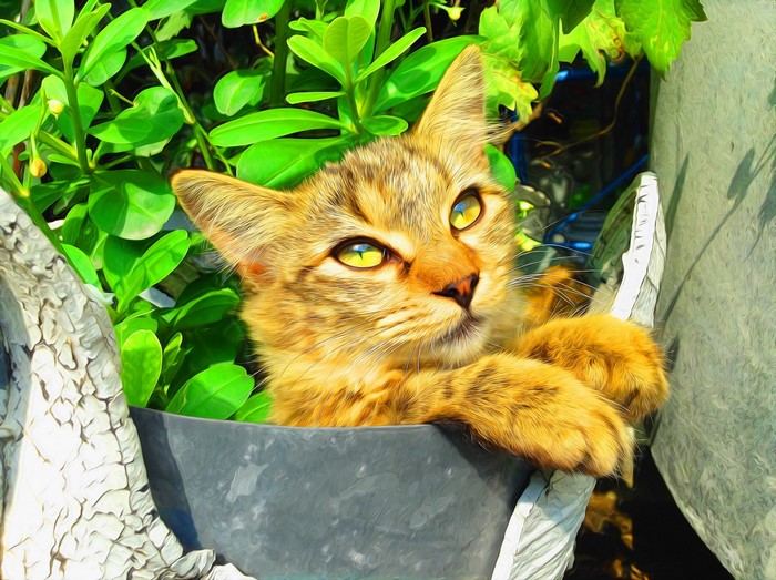 Tabby kitten peeking out of a pot with green leaves