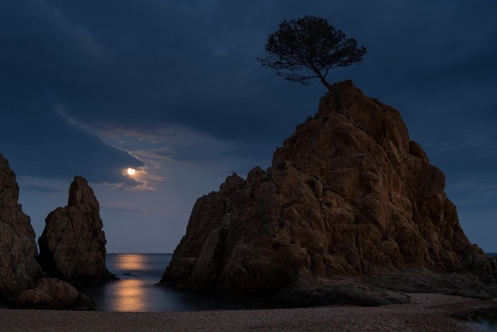 Solitary Tree on Rocky Shore at Moonlight