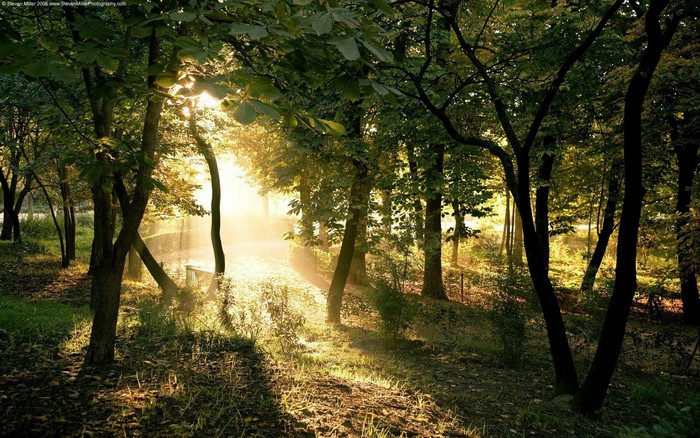 Sunlight filtering through trees in a forest