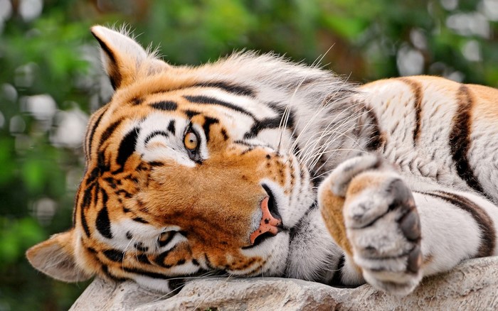 Tiger lying on a rock with green foliage background