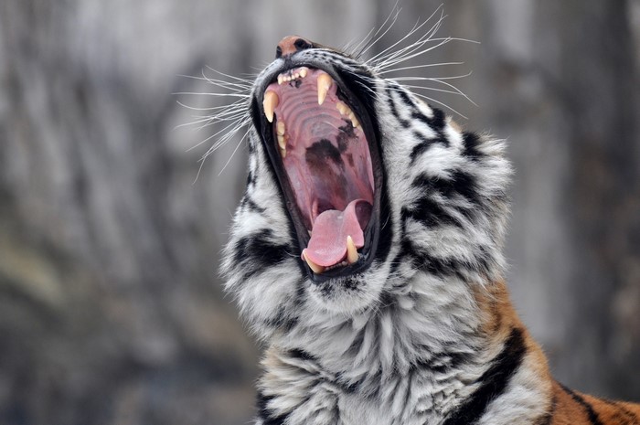 Tiger yawning with mouth wide open