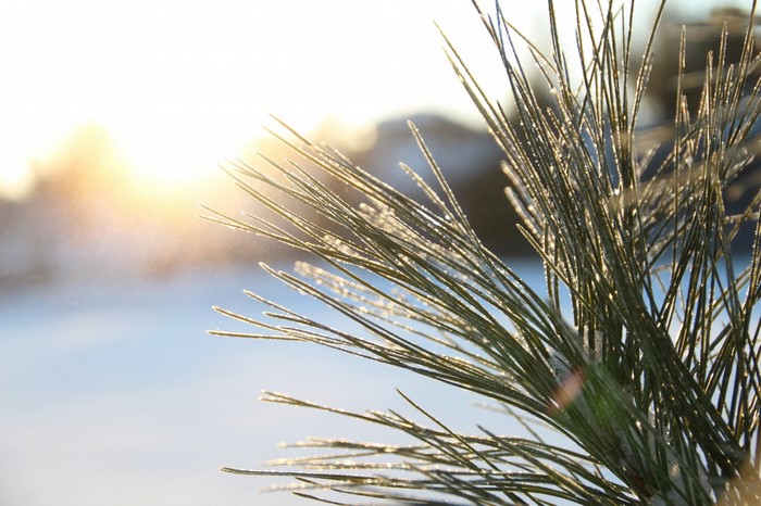 Pine needles covered in frost with sunlight