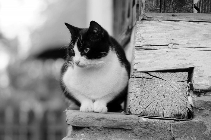 Black and white cat sitting on stone ledge