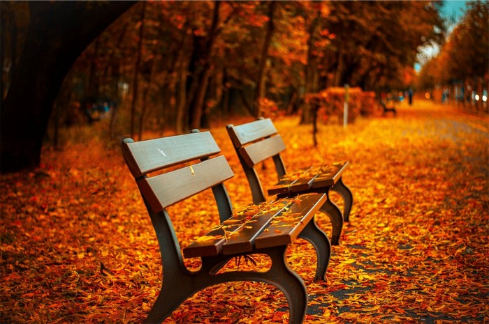 Two park benches in autumn with fallen leaves