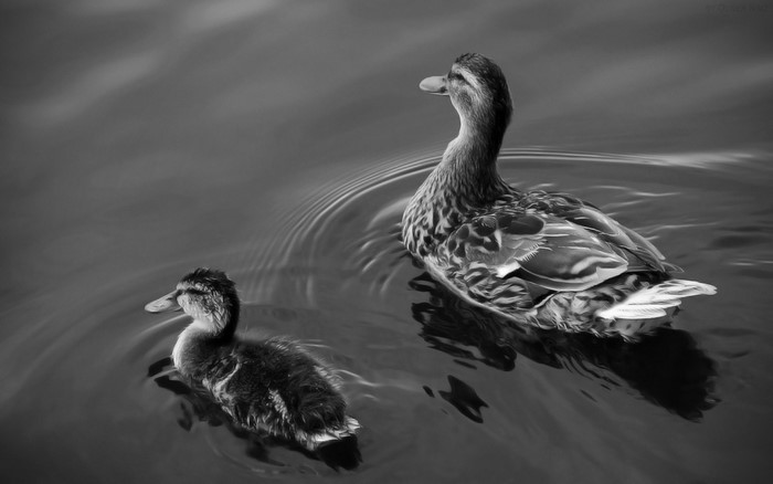 Mother duck and duckling swimming in water