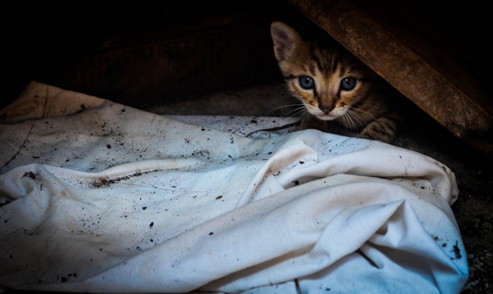 Kitten peeking from behind a wooden beam and white cloth