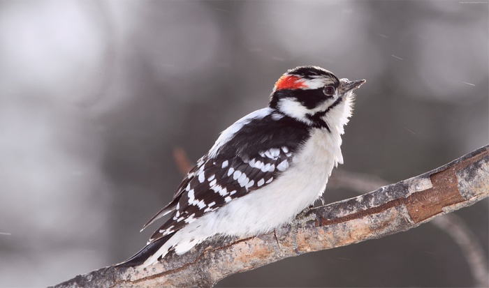 Downy woodpecker perched on a branch in winter