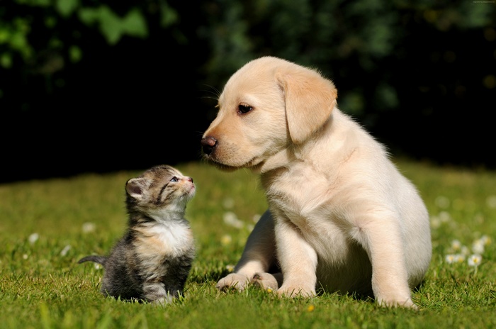 Kitten and Labrador puppy sitting on grass