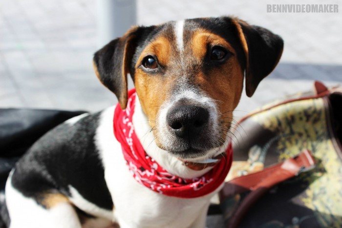 Jack Russell Terrier wearing a red bandana
