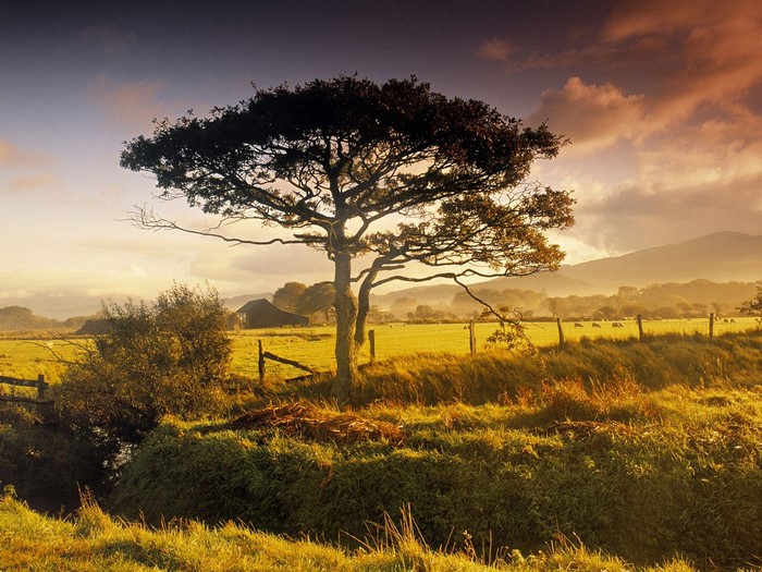 Tree in a rural landscape at sunset