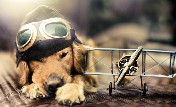 Golden Retriever dog wearing aviator hat and goggles with toy airplane
