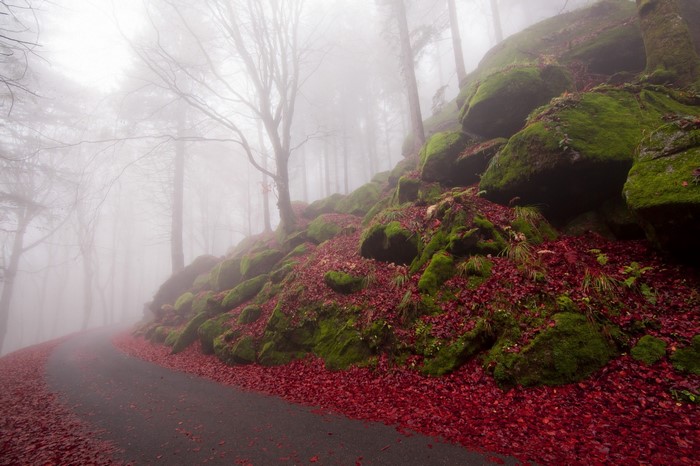 Foggy forest road with mossy rocks and red leaves