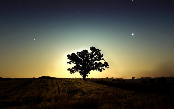 Silhouette of a lone tree against a twilight sky with stars