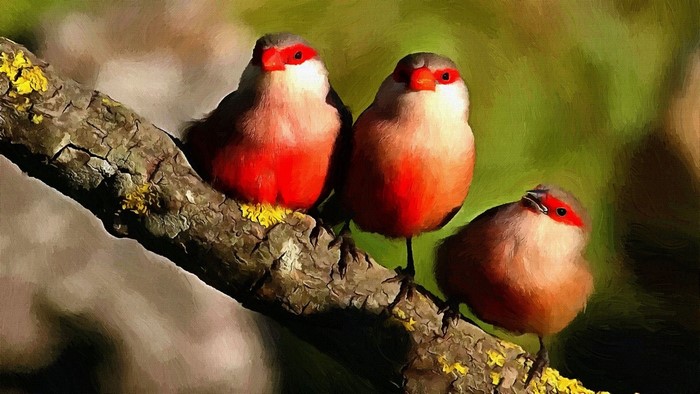 Three red-faced birds on a branch