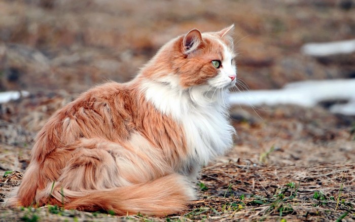 Orange and white cat sitting on the ground