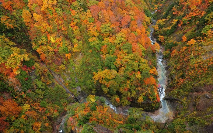 Aerial view of a river flowing through an autumn forest
