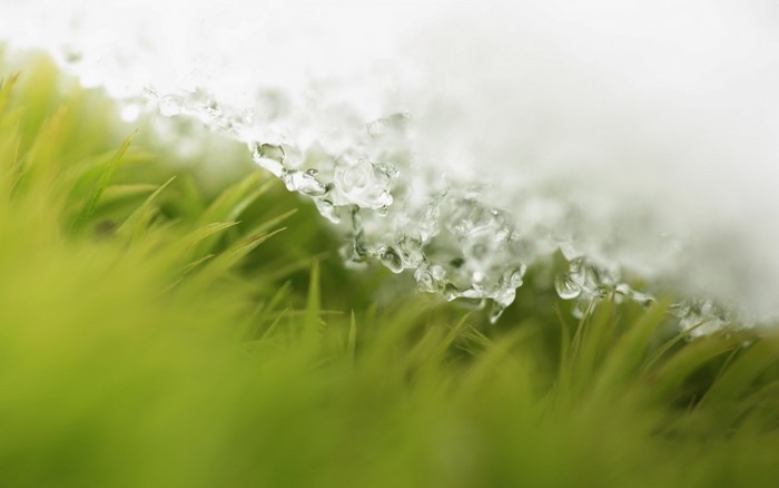 Melting snow on green grass macro photography