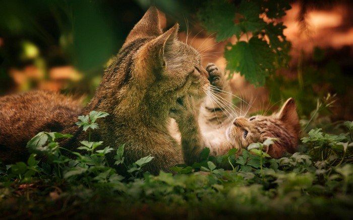 Two wild kittens playing in green grass