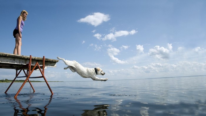 Girl watches dog jump off dock into water
