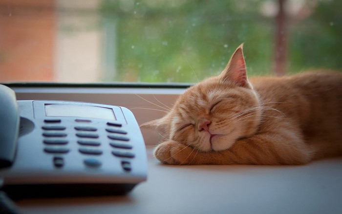 Orange cat sleeping next to a telephone