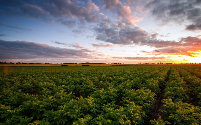 Field of crops at sunset with colorful clouds