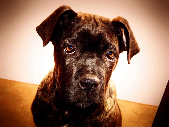 Brindle Cane Corso puppy looking up