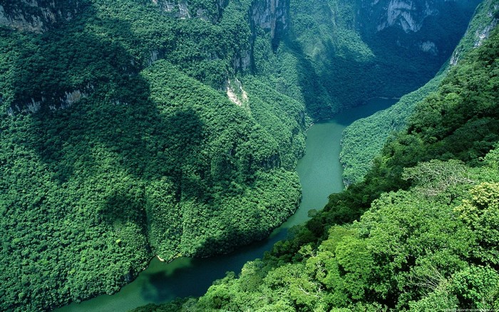 Aerial view of a lush green river canyon with dense vegetation