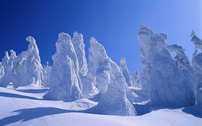 Snow covered trees in a winter landscape