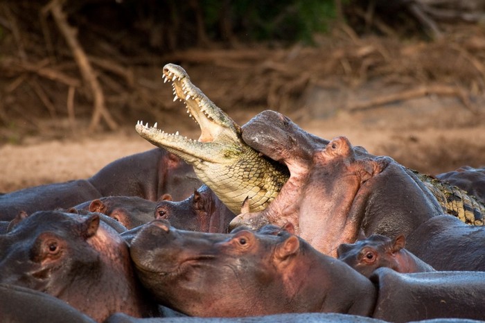 Crocodile biting a hippopotamus in a river with other hippos