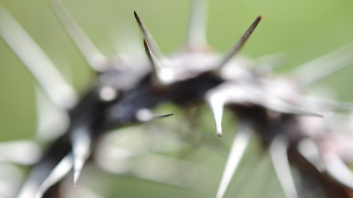 Close-up of thorns on a dark branch