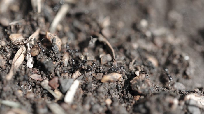 Macro photography of ants on soil with debris