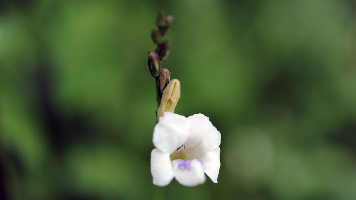 Delicate White Flower with Purple Accent in Macro View