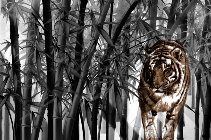 Tiger walking through bamboo forest
