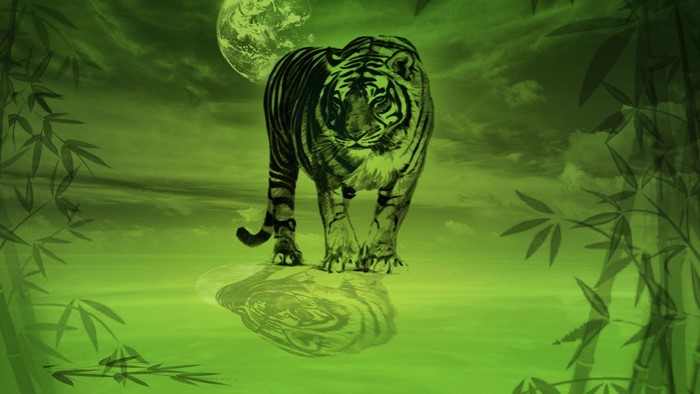 Tiger walking in a green environment with bamboo and moon