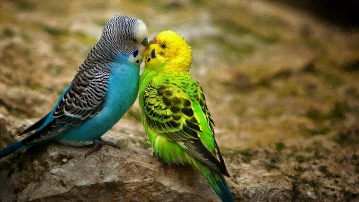Two budgies, one blue and one green, perched on a rock