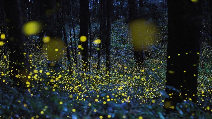 Fireflies glowing in a dark forest at night