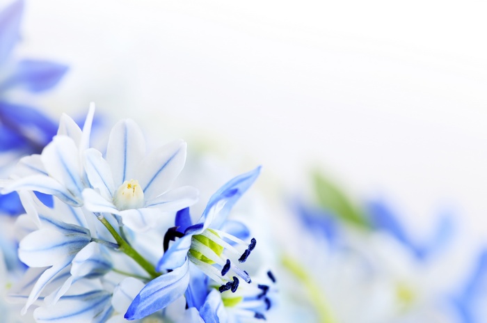 Close-up of delicate blue and white spring flowers