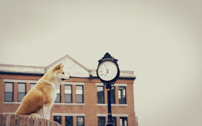 Akita dog sitting on a brick wall with a clock tower