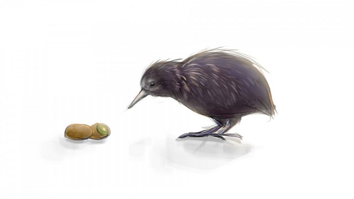 Kiwi bird looking at kiwi fruit